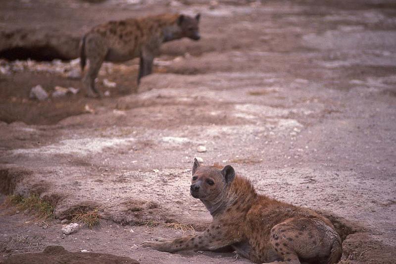 WT 1400 208-08 Kenya.jpg